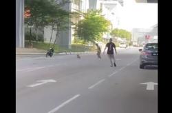 Dafi the dog: How a runaway poodle brought Malaysians together